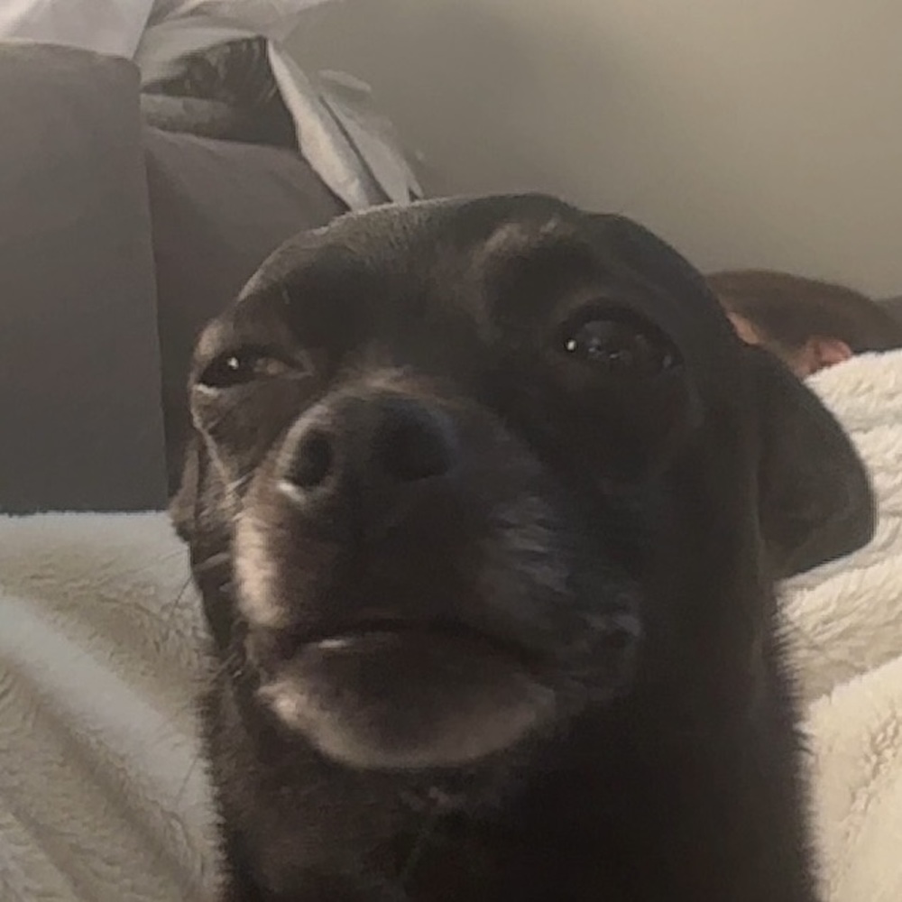 Meet your Posher, Sabella